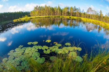 Природа Ленинградской области